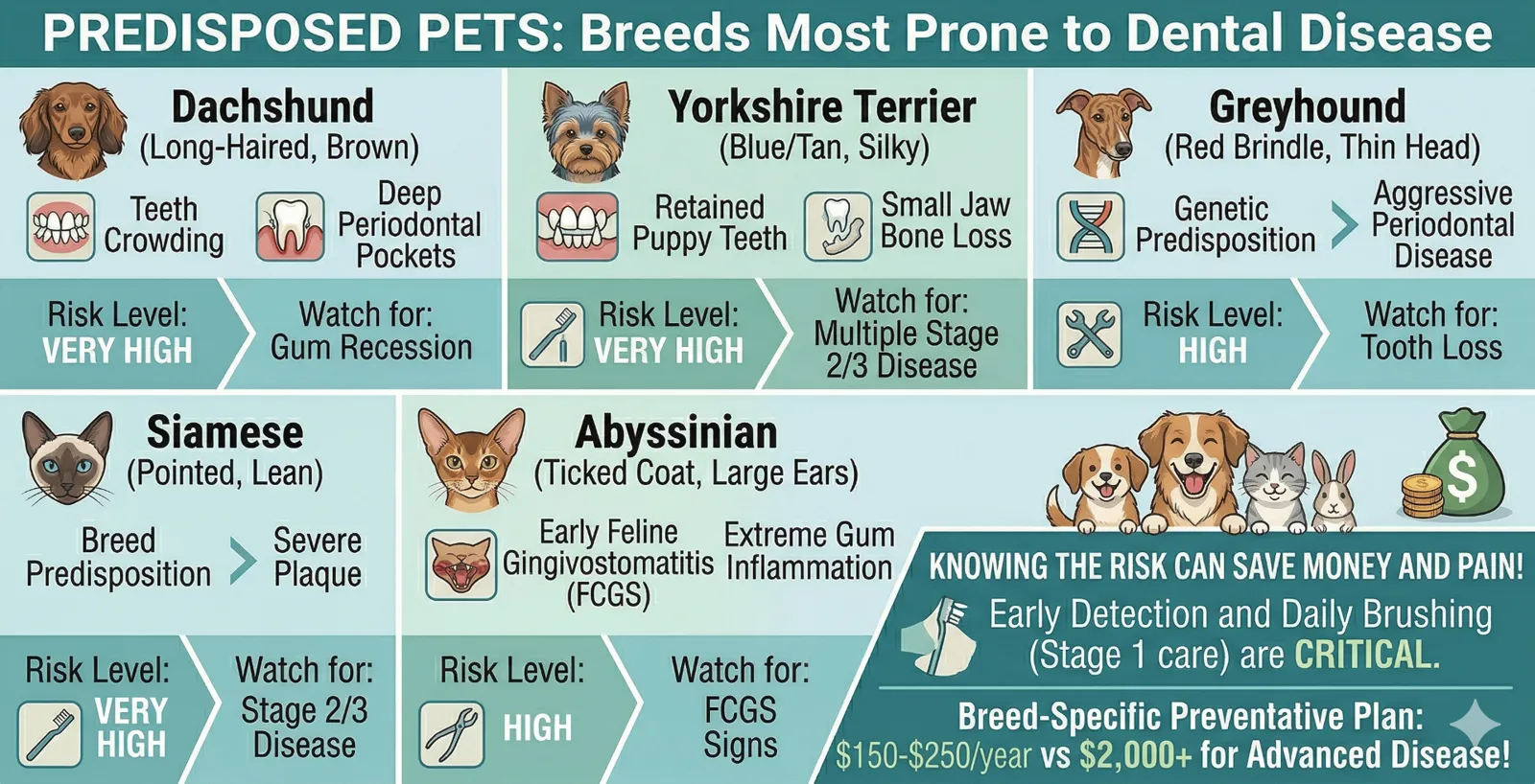 Infographic showing breeds most prone to dental disease — Dachshund, Yorkshire Terrier, Greyhound, Siamese, and Abyssinian with risk levels and warning signs